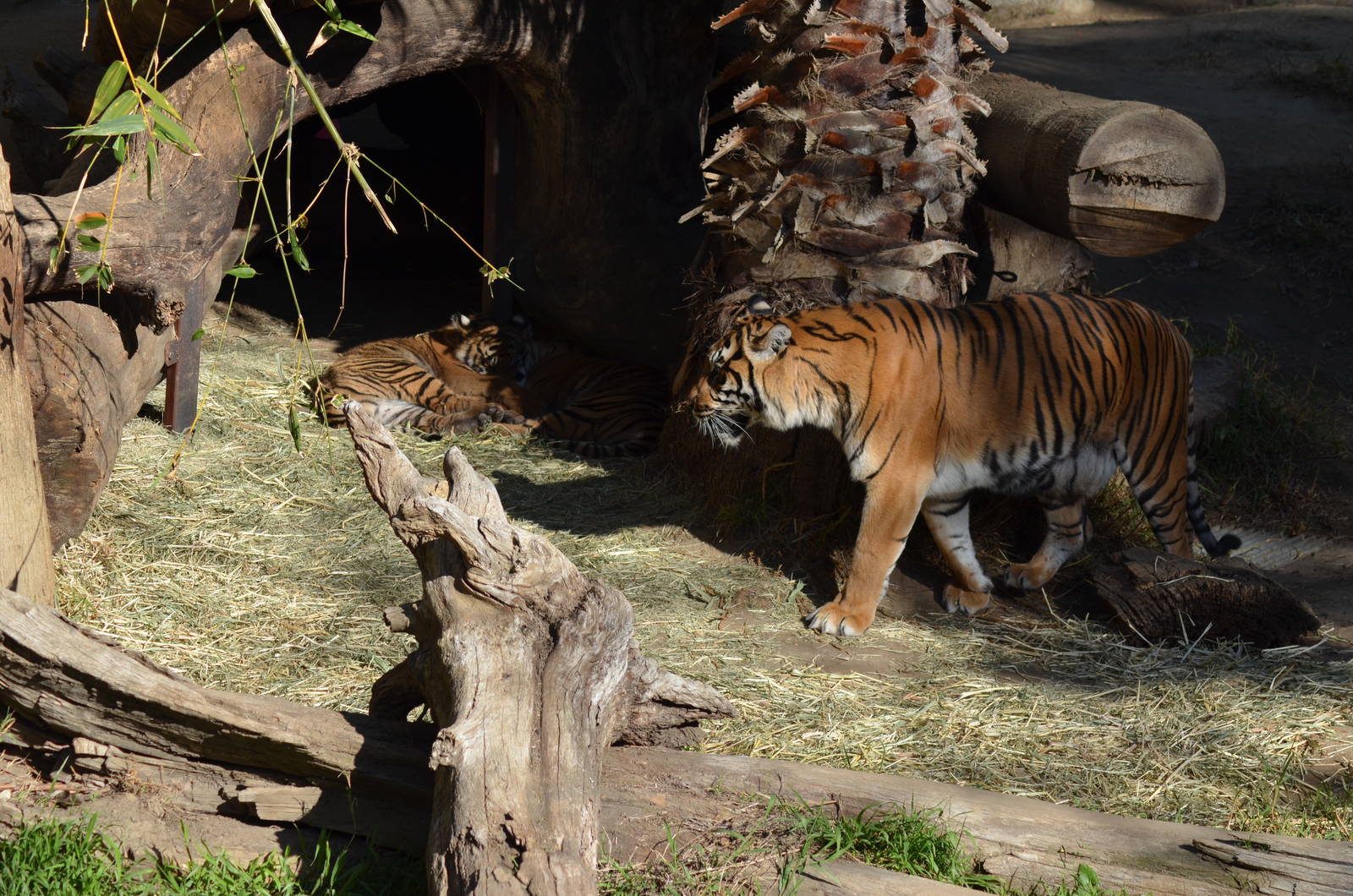 Sumatran Tiger Mother and Cubs
