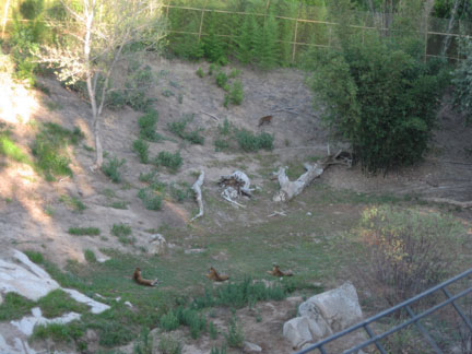 Sumatran Tiger mother and cubs.