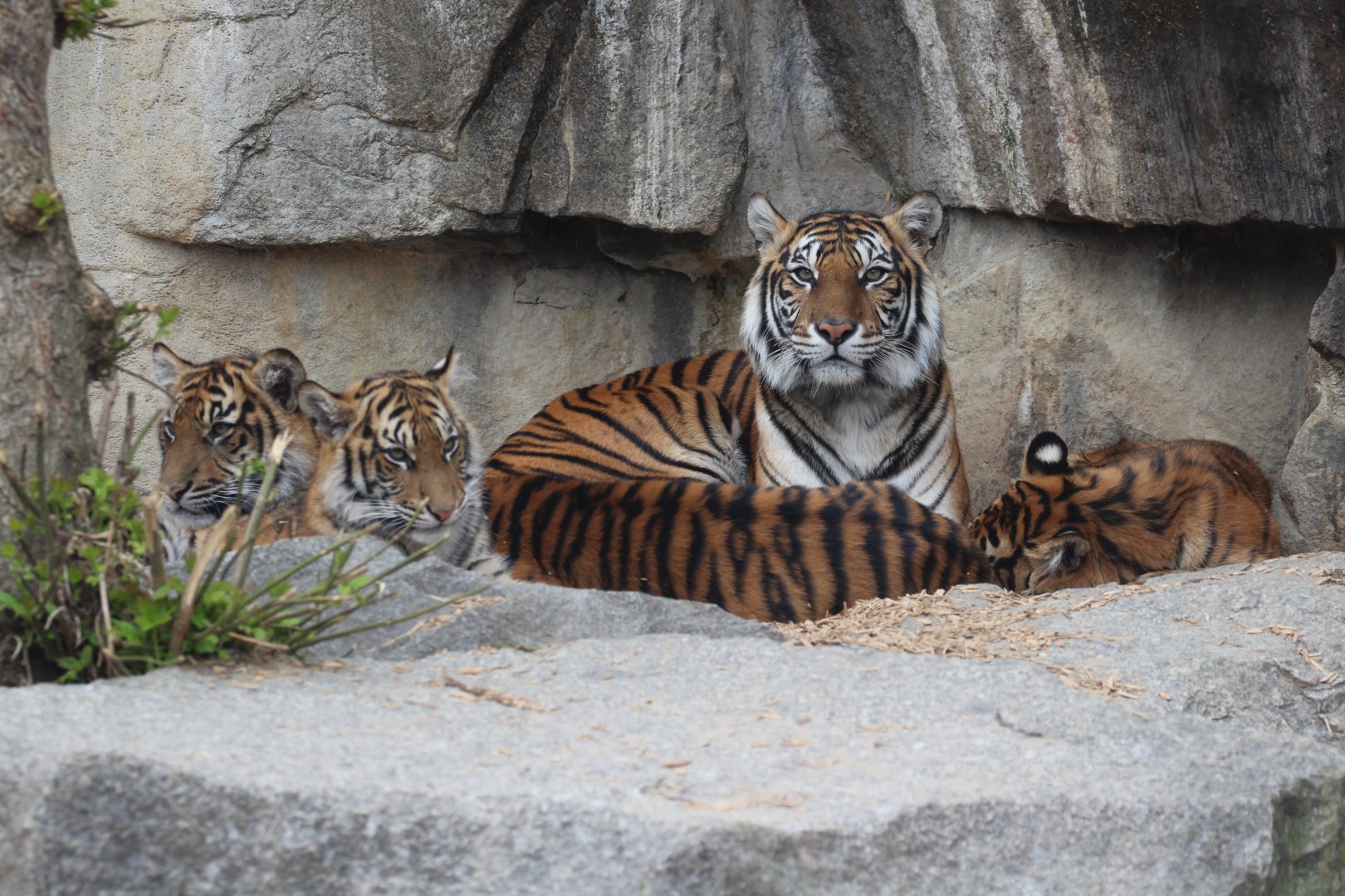 Sumatran Tiger, mother & cubs, Berlin Tierpark, April 2019