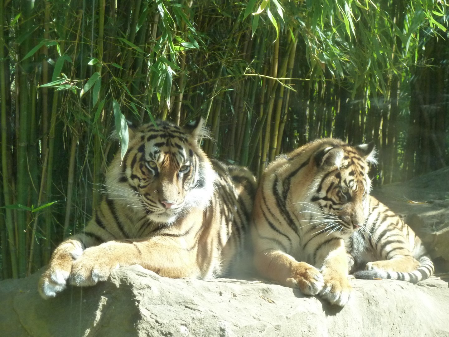 Sumatran tiger - Mum & daughter