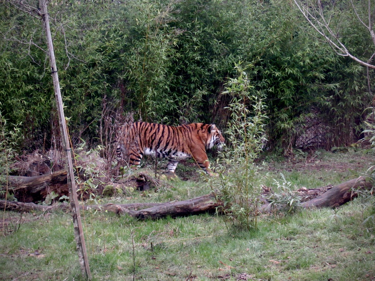 Sumatran tiger - Nakal