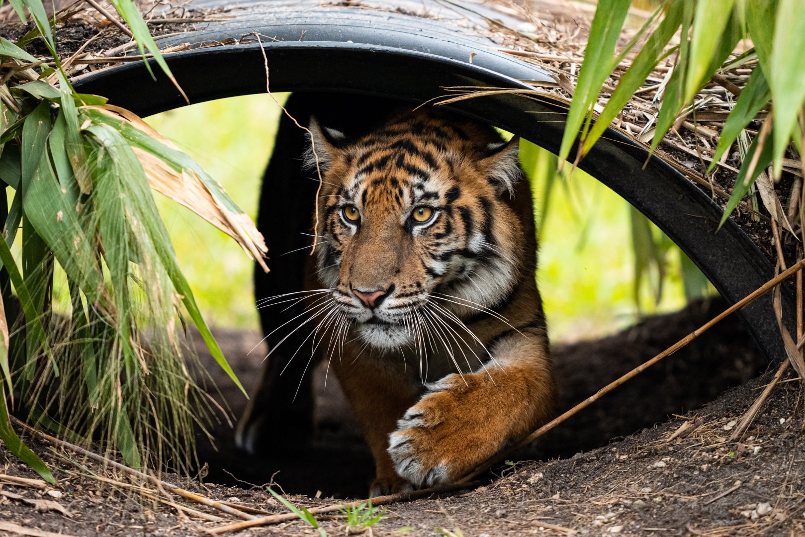 Sumatran tiger, N'dari