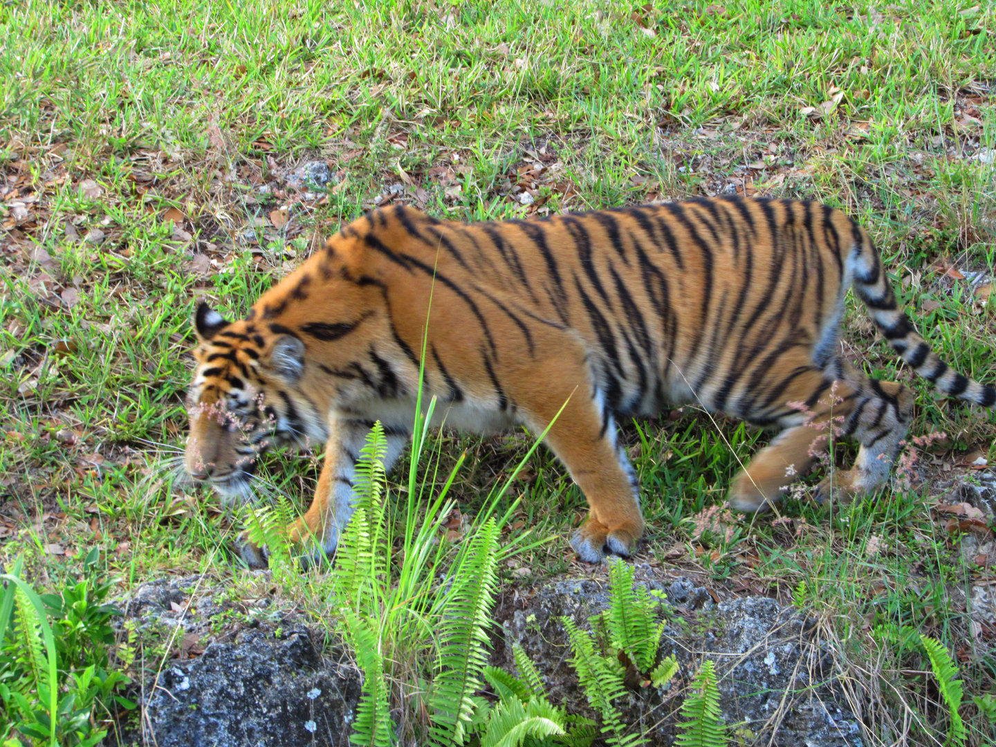 Sumatran Tiger N'dari