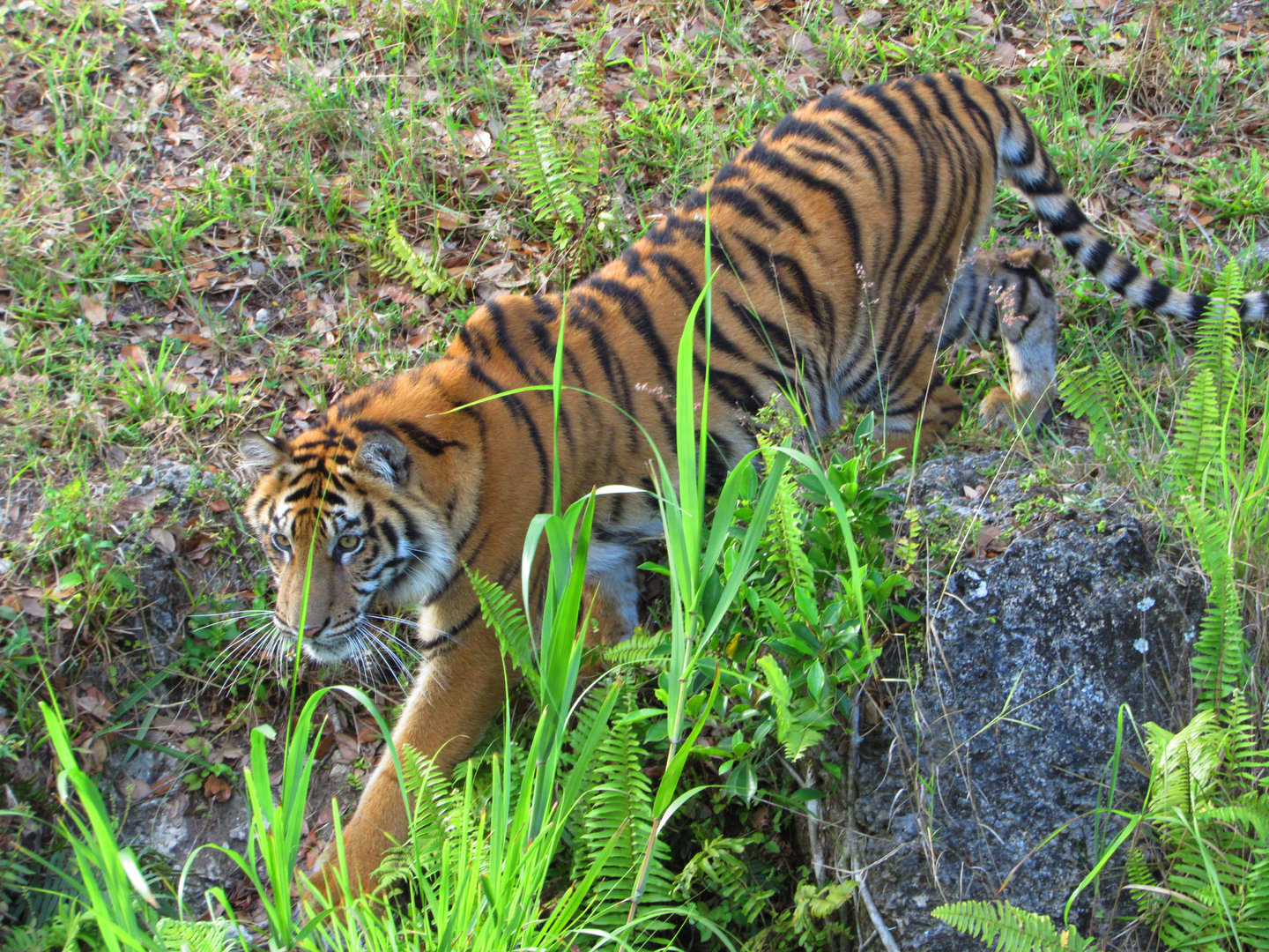Sumatran Tiger N'dari