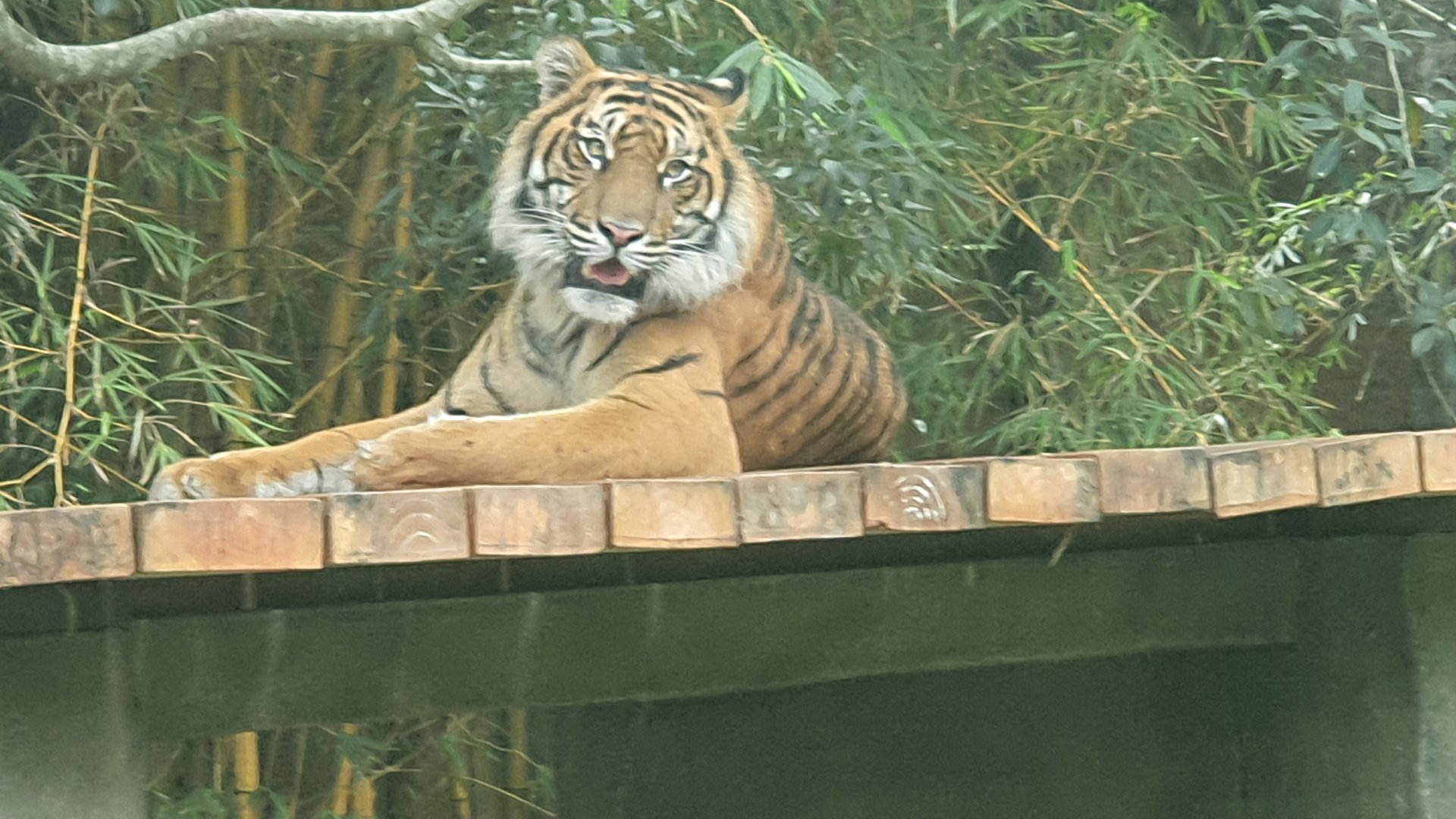 Sumatran Tiger, Nelson