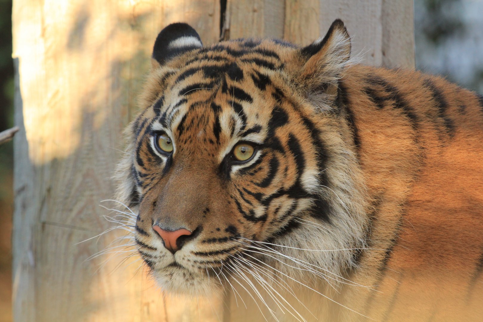 Sumatran Tiger (November 2018)