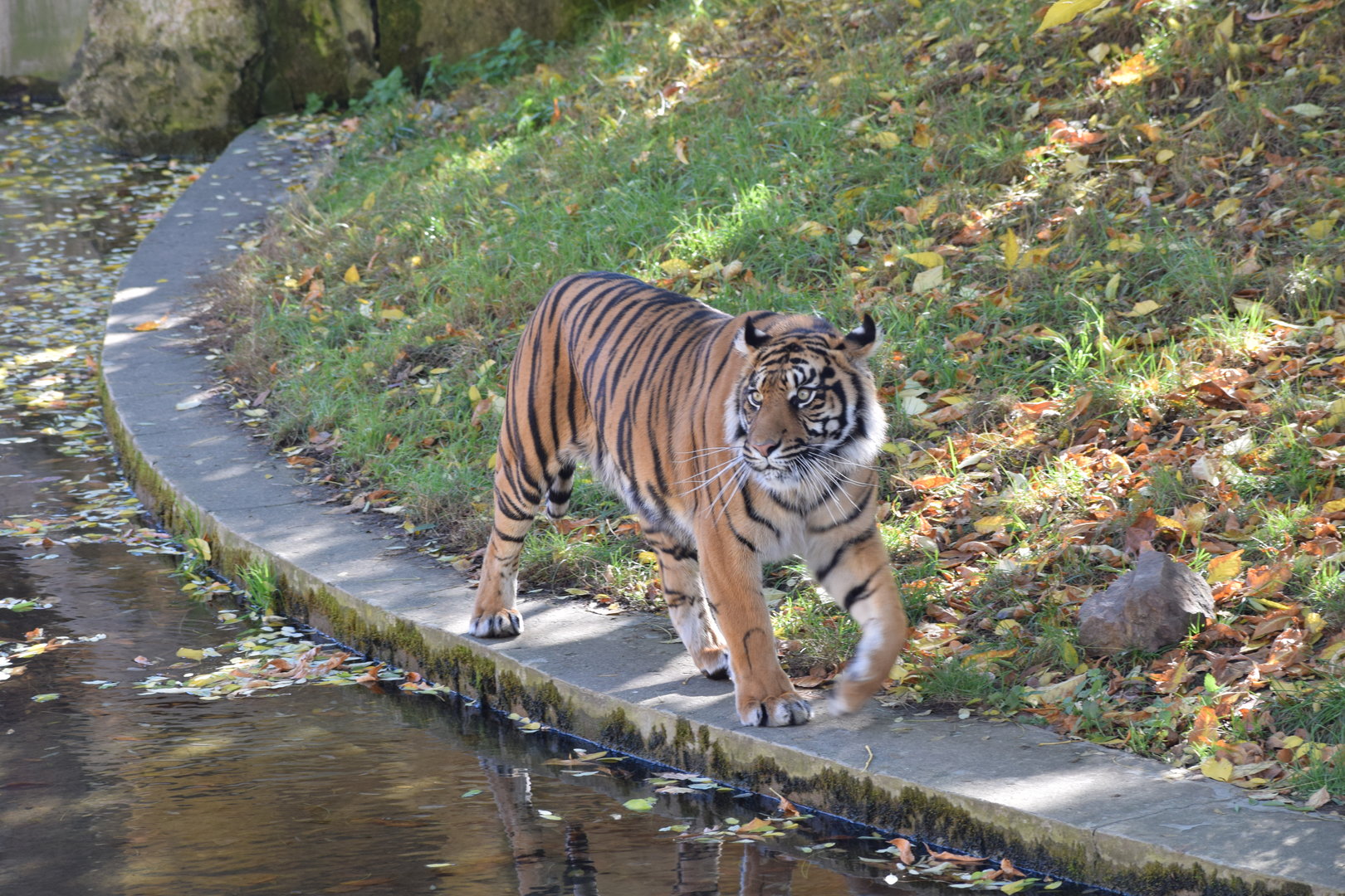 Sumatran tiger - October 2023