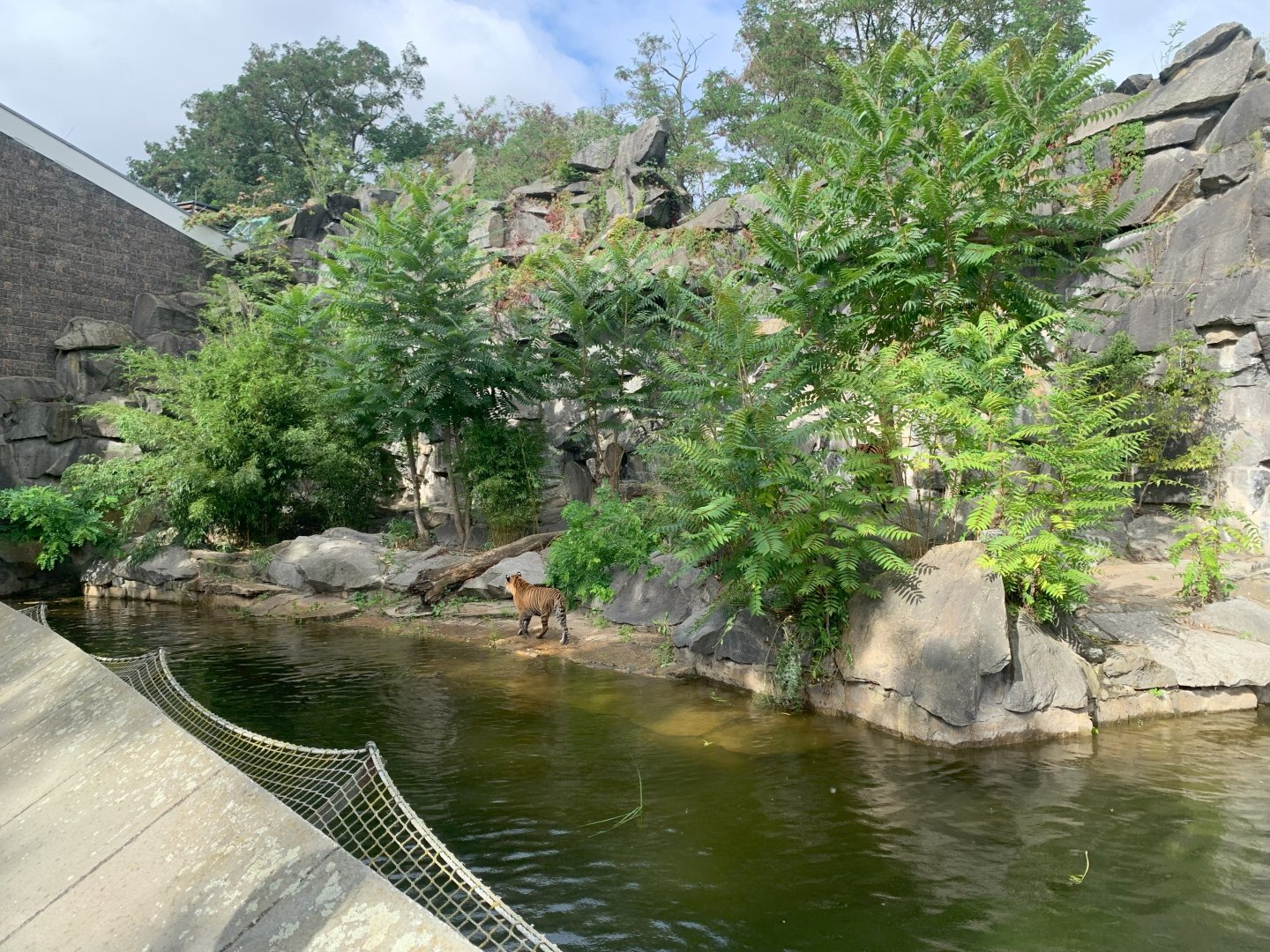 Sumatran Tiger offspring enclosure