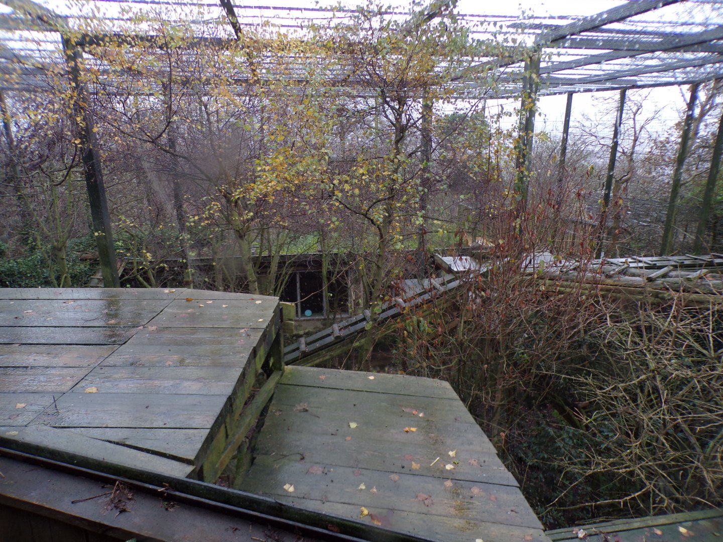 Sumatran tiger older enclosure 9.12.23