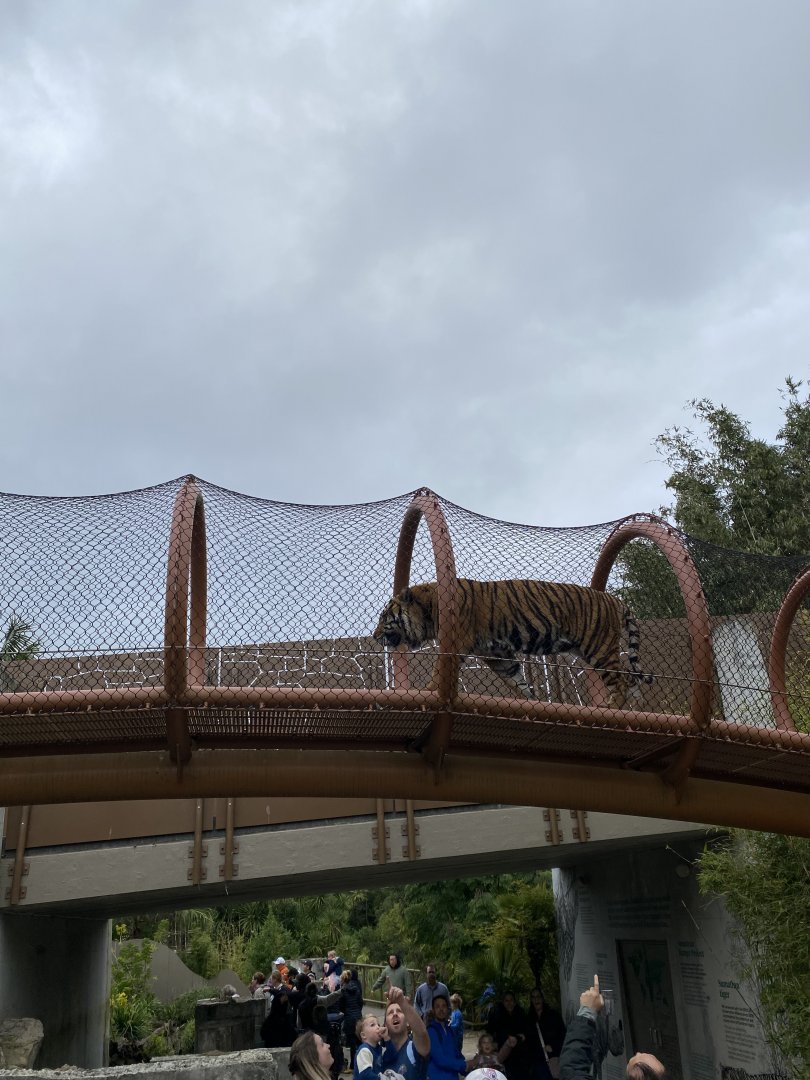 Sumatran Tiger on overhead pathway