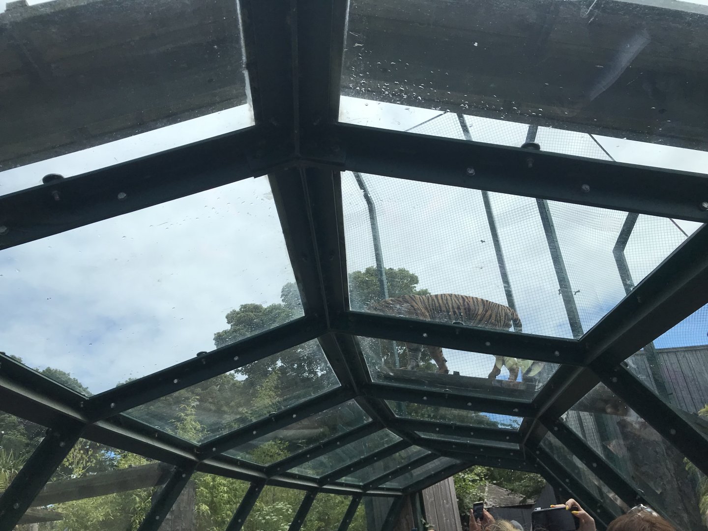 Sumatran tiger on overhead tunnel