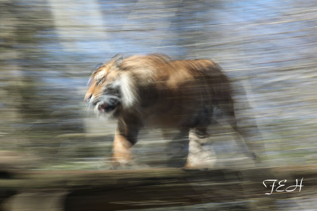sumatran tiger on the move