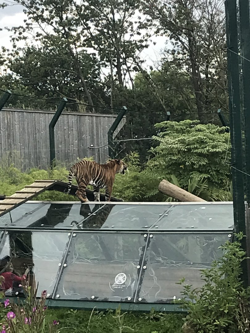Sumatran tiger  on the tunnel