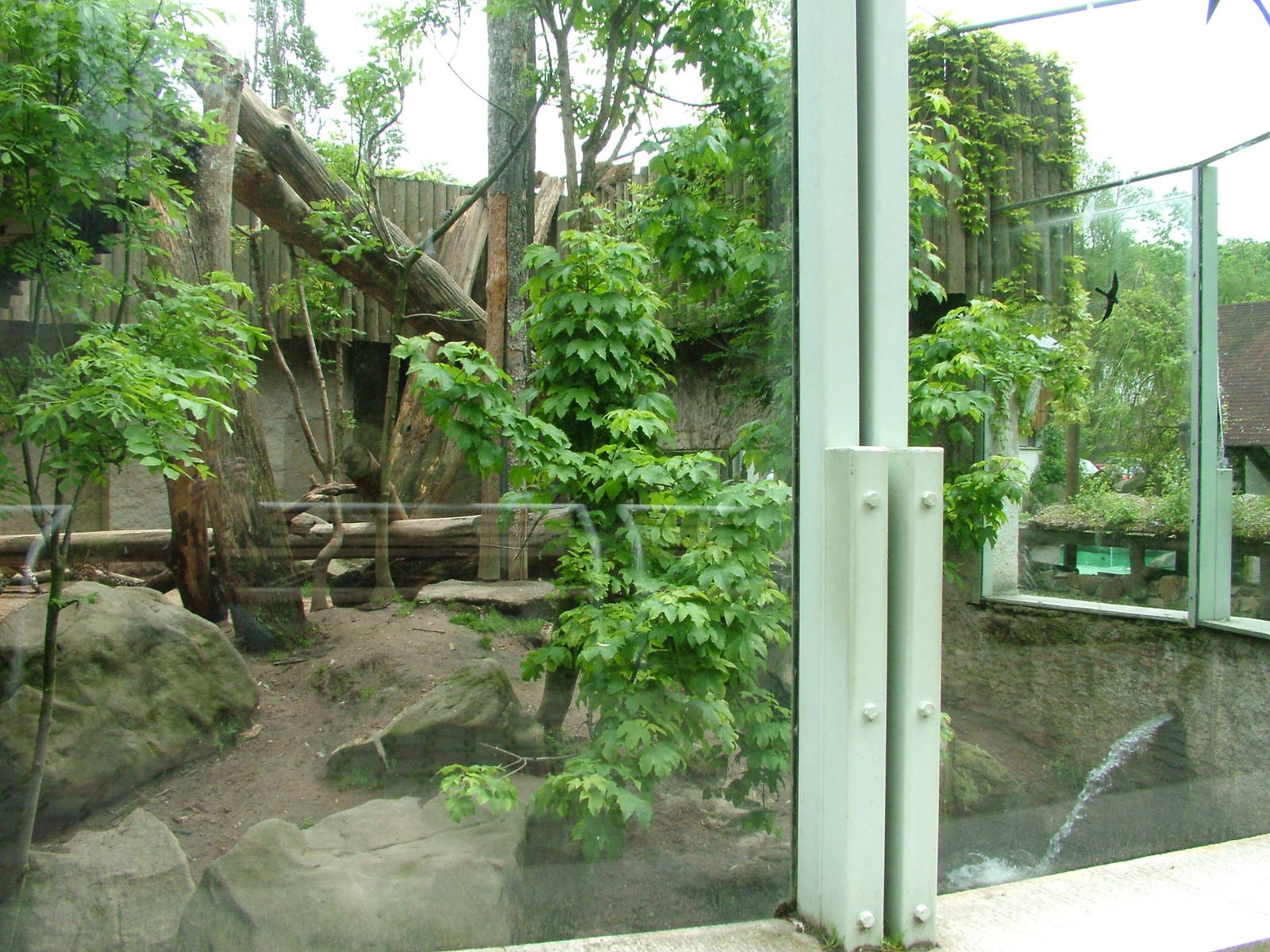 Sumatran Tiger out door exhibit at Jihlava, 31/05/10
