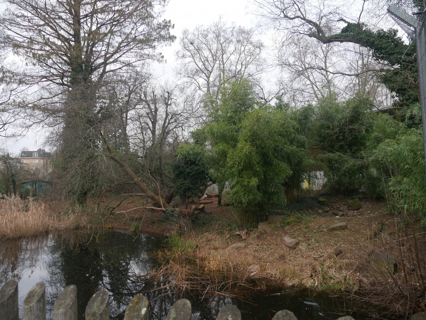 Sumatran tiger outdoor enclosure (January 2019)
