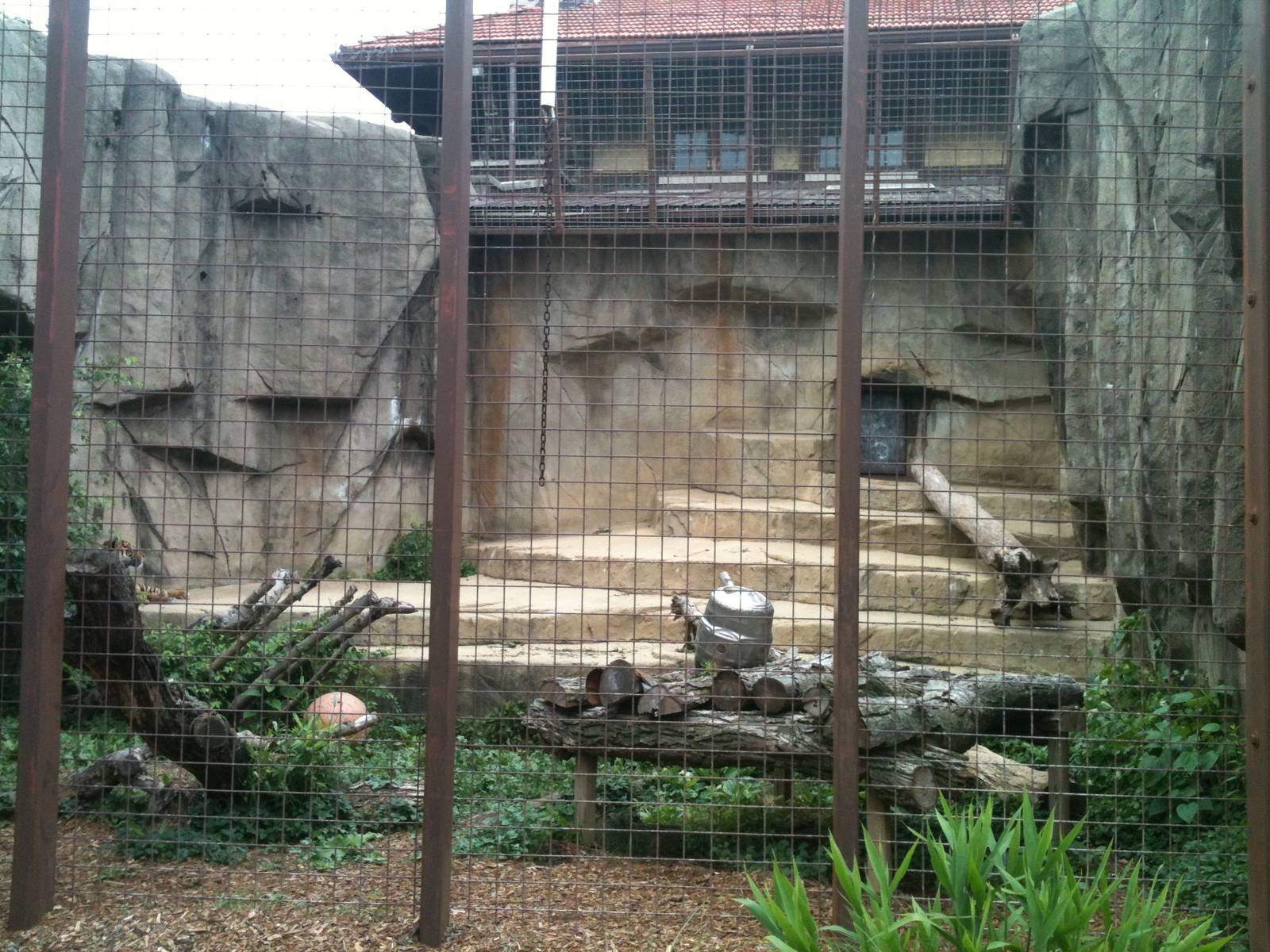 Sumatran Tiger Outdoor Exhibit.
