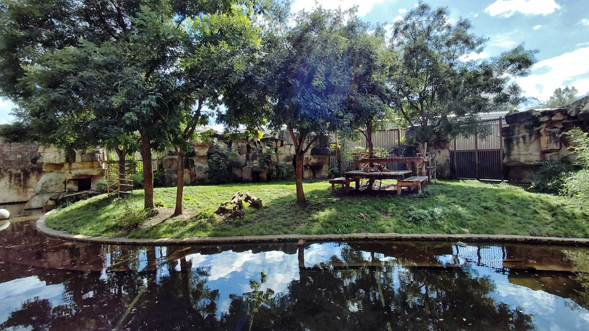 Sumatran tiger outdoor exhibit