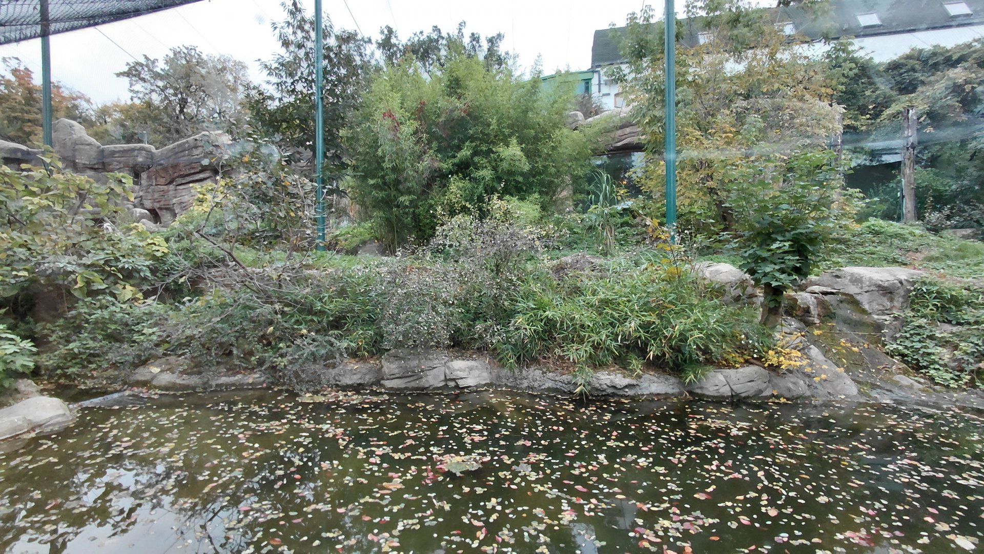 Sumatran tiger outdoor exhibit