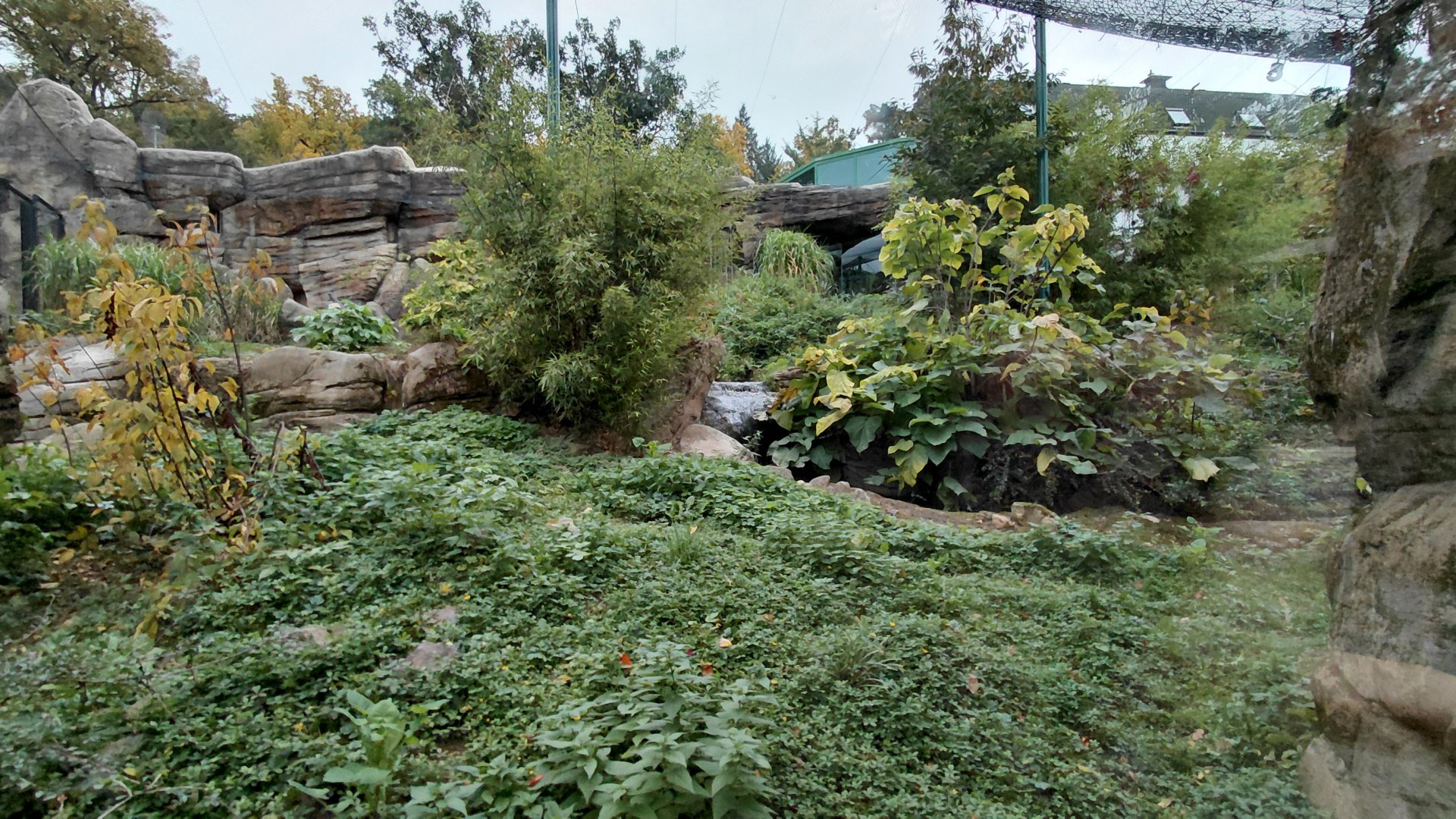 Sumatran tiger outdoor exhibit