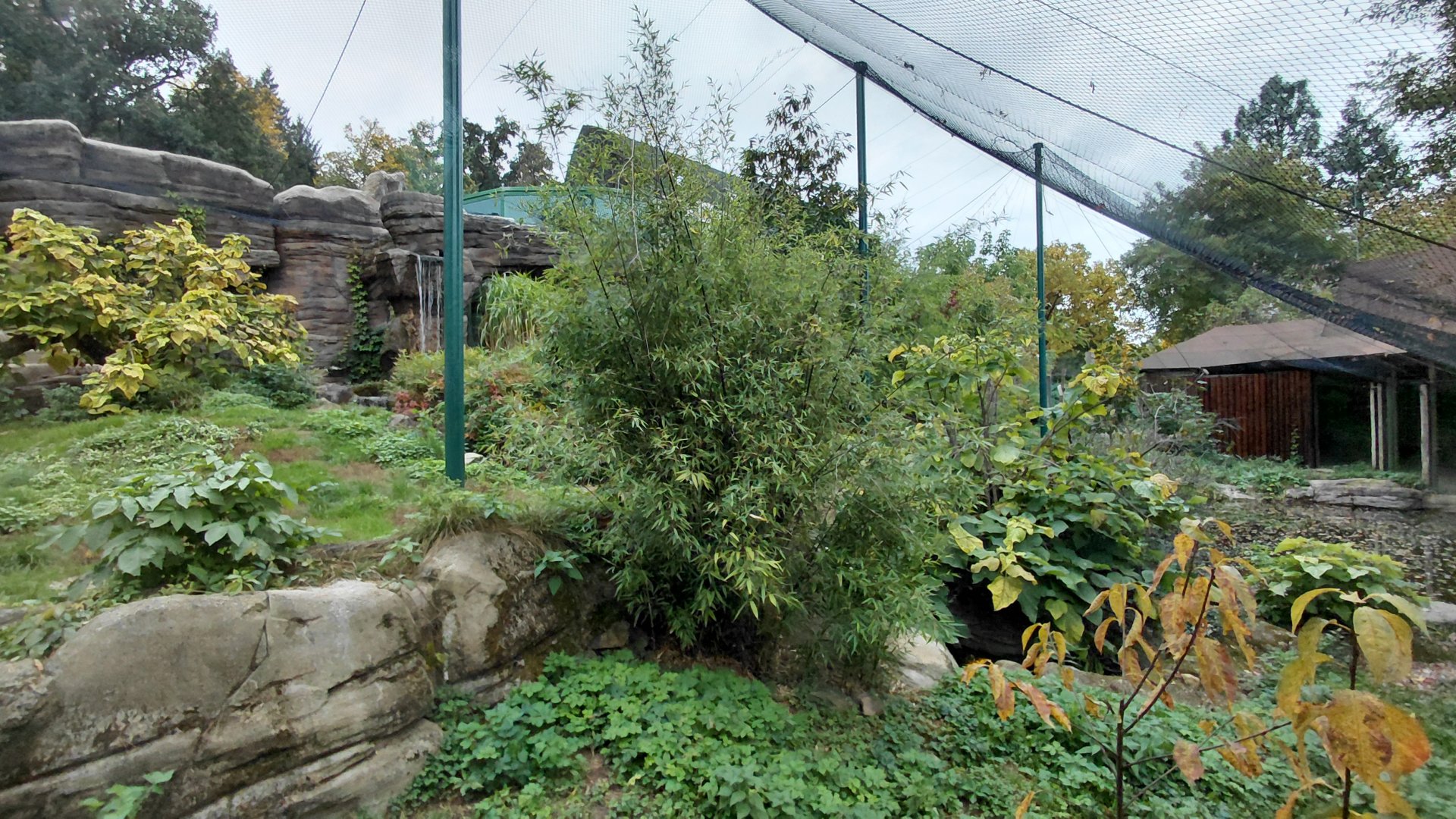 Sumatran tiger outdoor exhibit