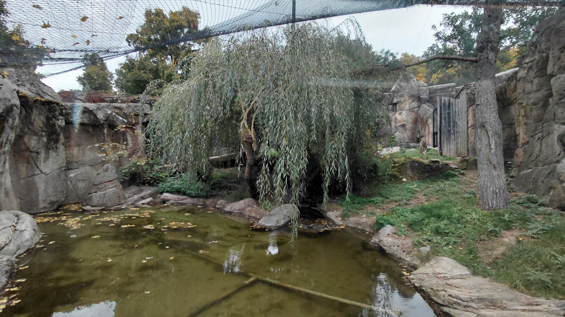 Sumatran tiger outdoor exhibit
