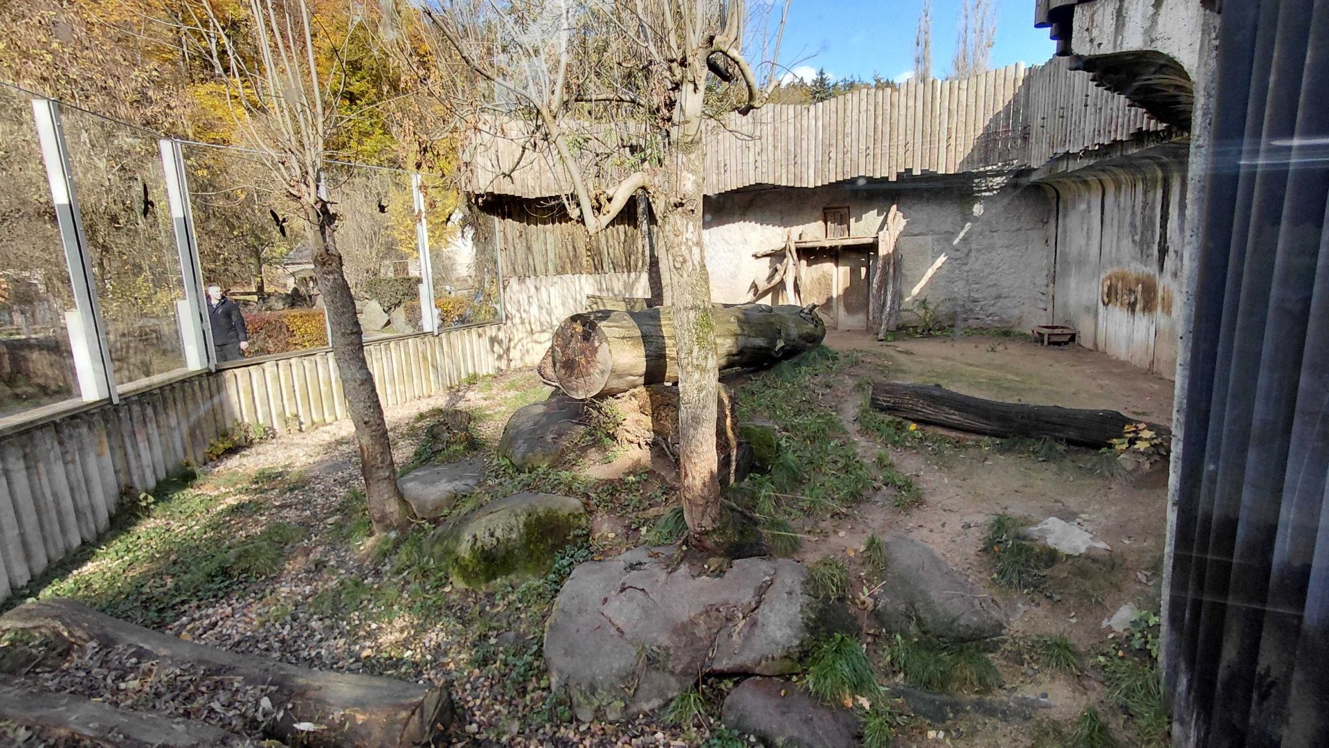 Sumatran tiger outdoor exhibit