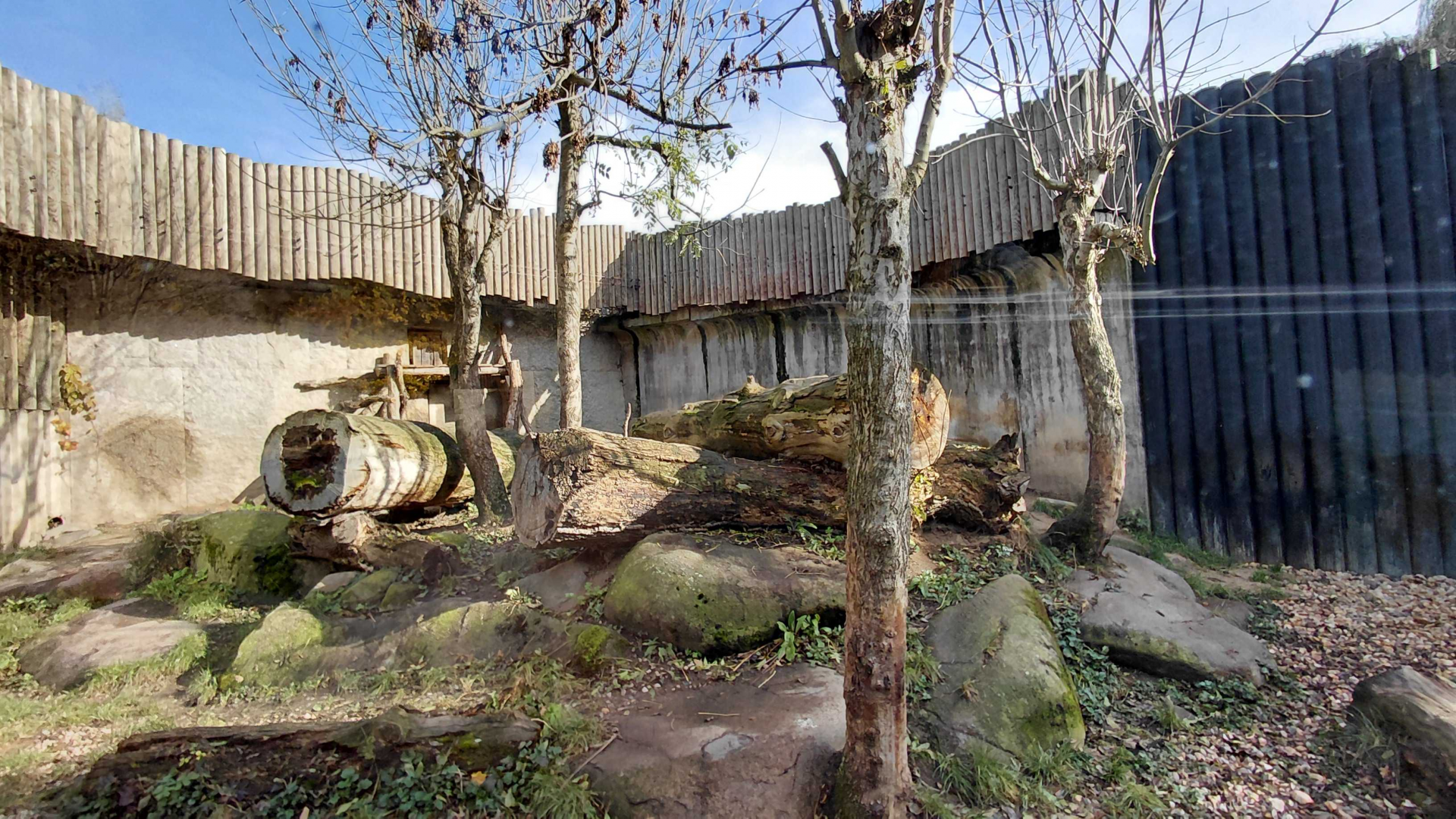 Sumatran tiger outdoor exhibit