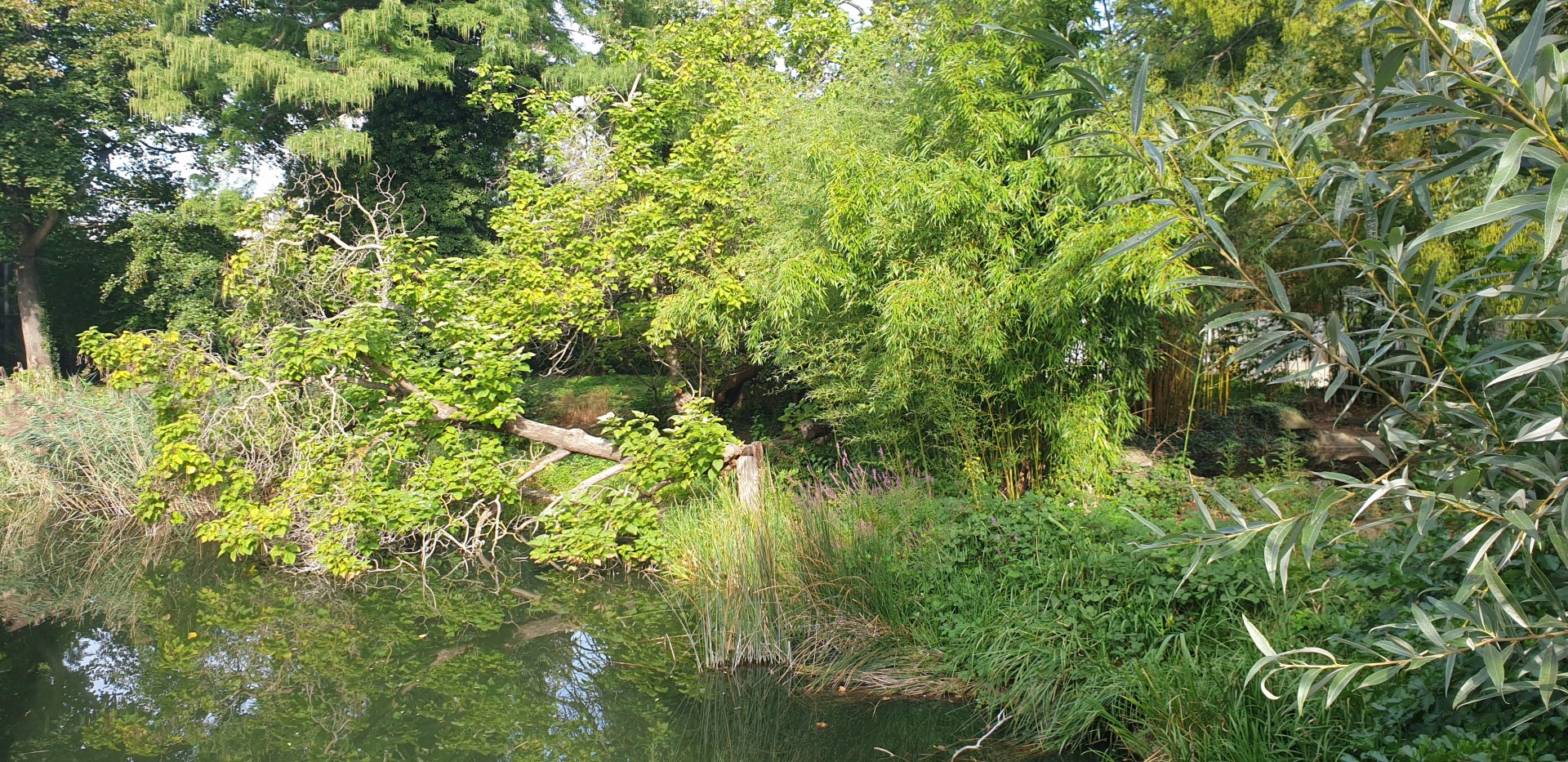 Sumatran Tiger outdoor