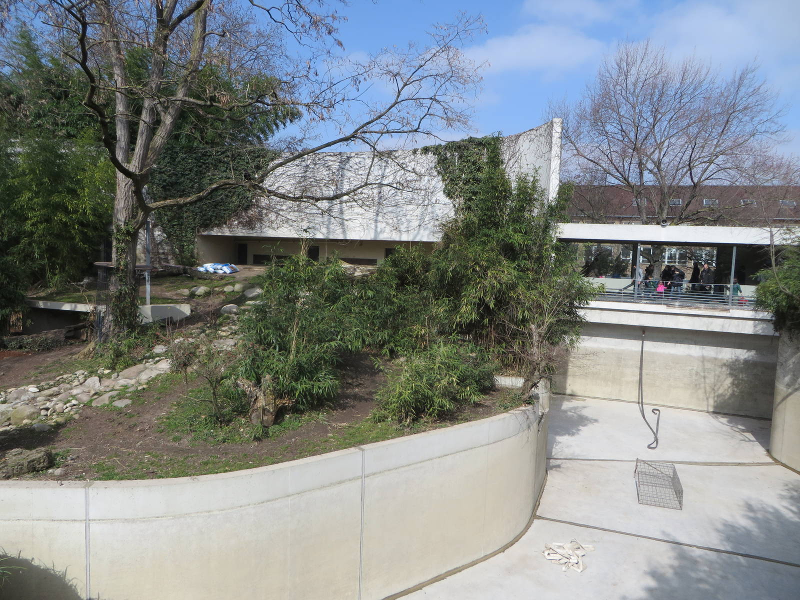 Sumatran tiger outdoors