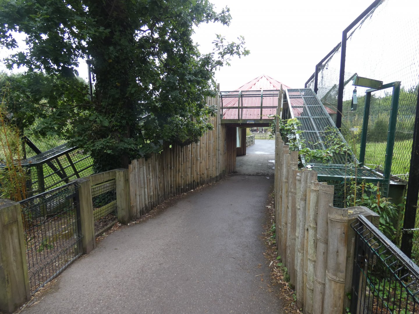 Sumatran tiger over-head tunnel