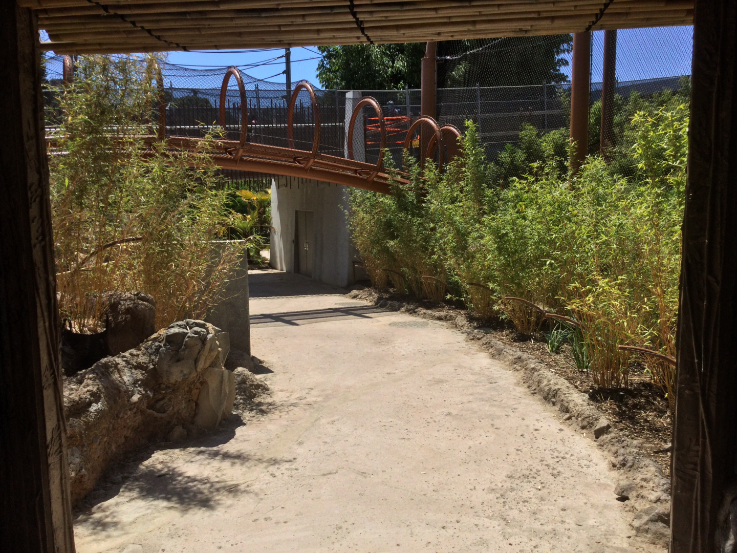 Sumatran Tiger Overhead Tunnel