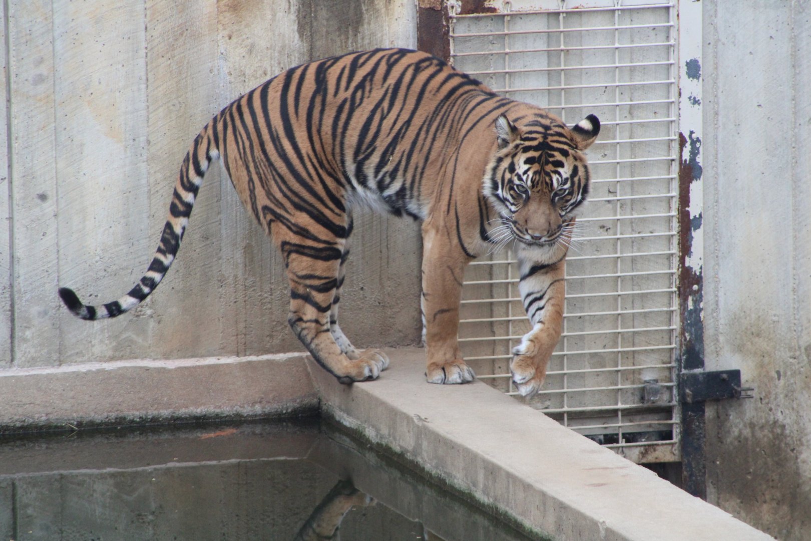 Sumatran Tiger (P. t. sumatrae)