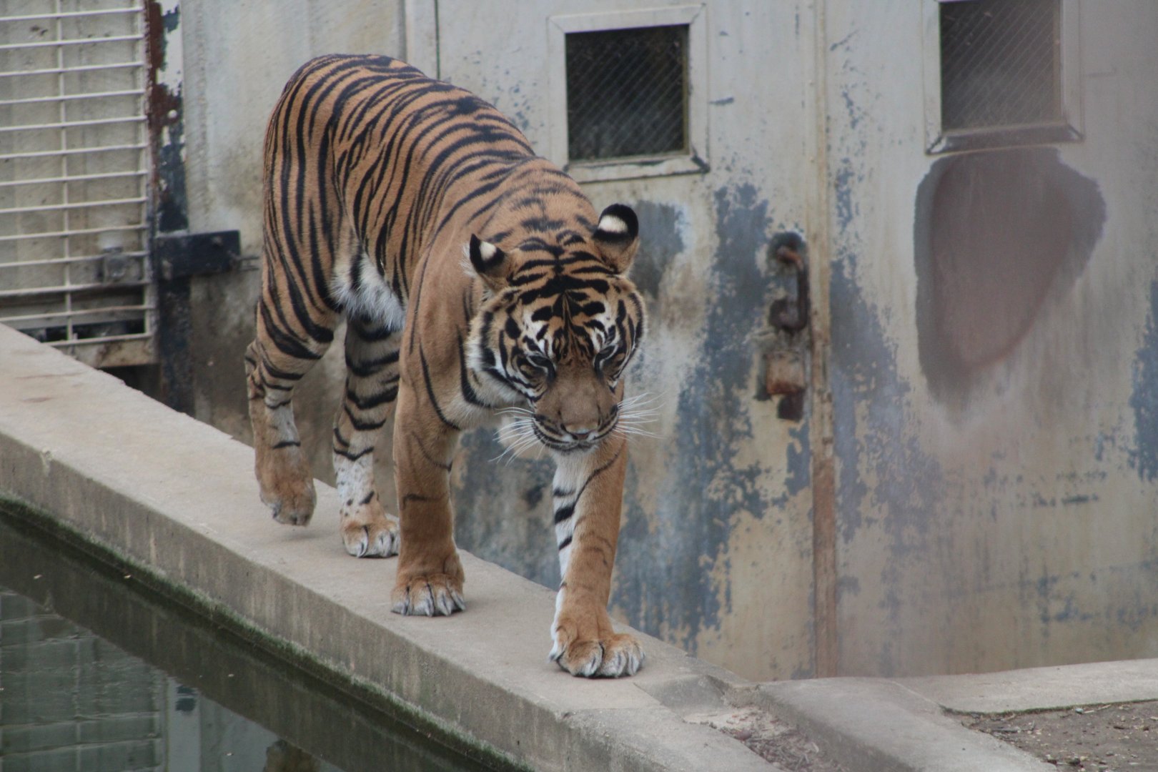 Sumatran Tiger (P. t. sumatrae)