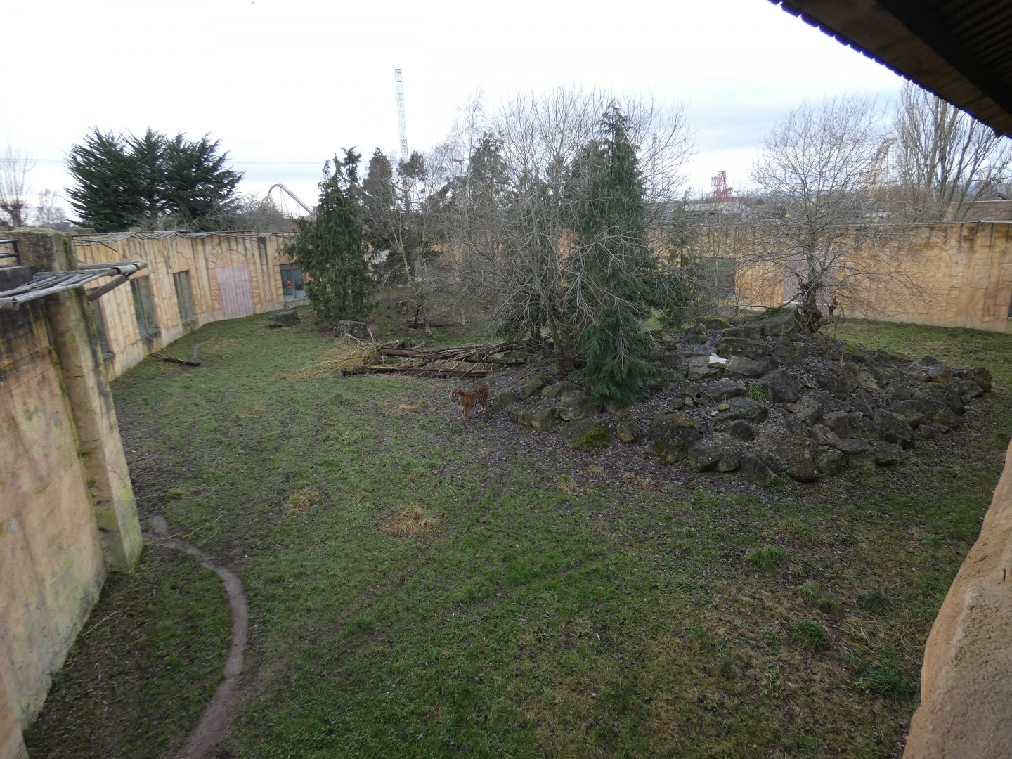 Sumatran tiger paddock (2)