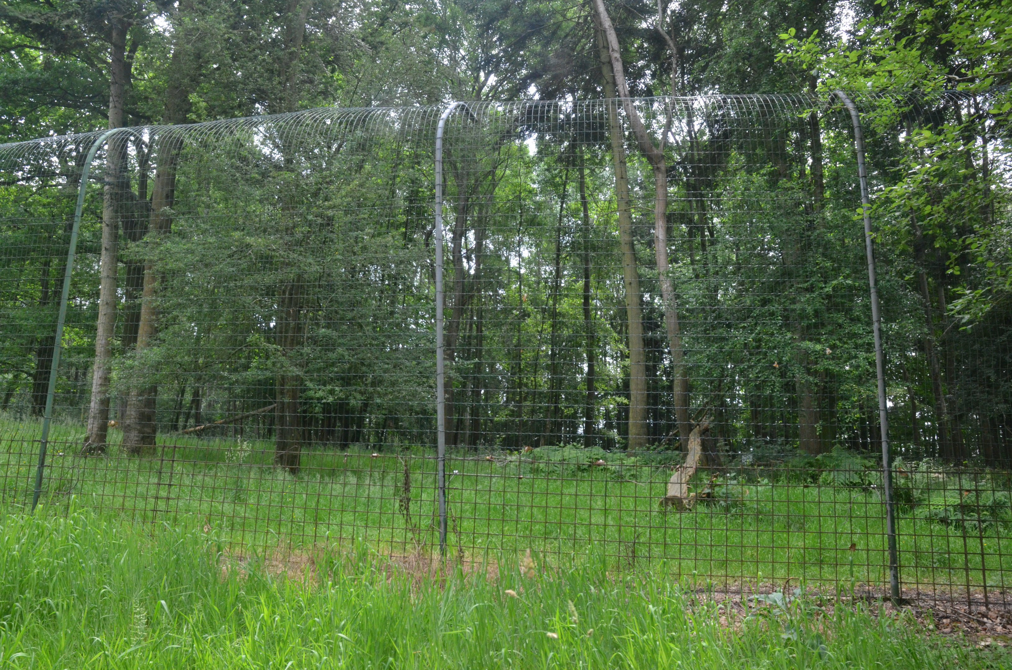 Sumatran Tiger Paddock from the Road Train at CERZA, 10/06/18