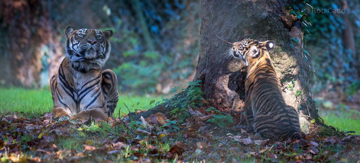 Sumatran tiger : Paignton : 17 Oct 2016