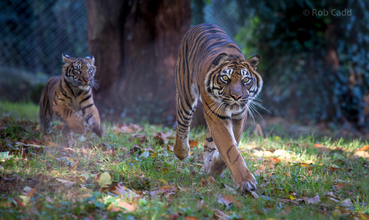 Sumatran tiger : Paignton : 17 Oct 2016