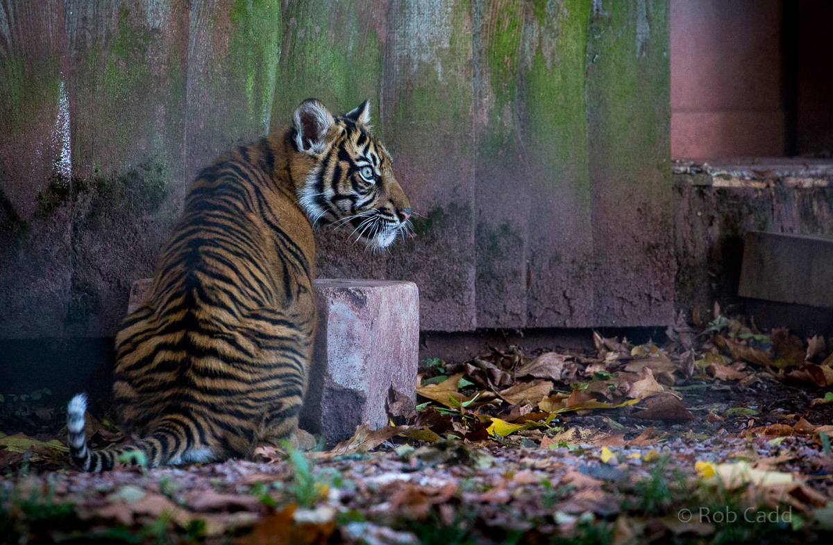 Sumatran tiger : Paignton : 17 Oct 2016