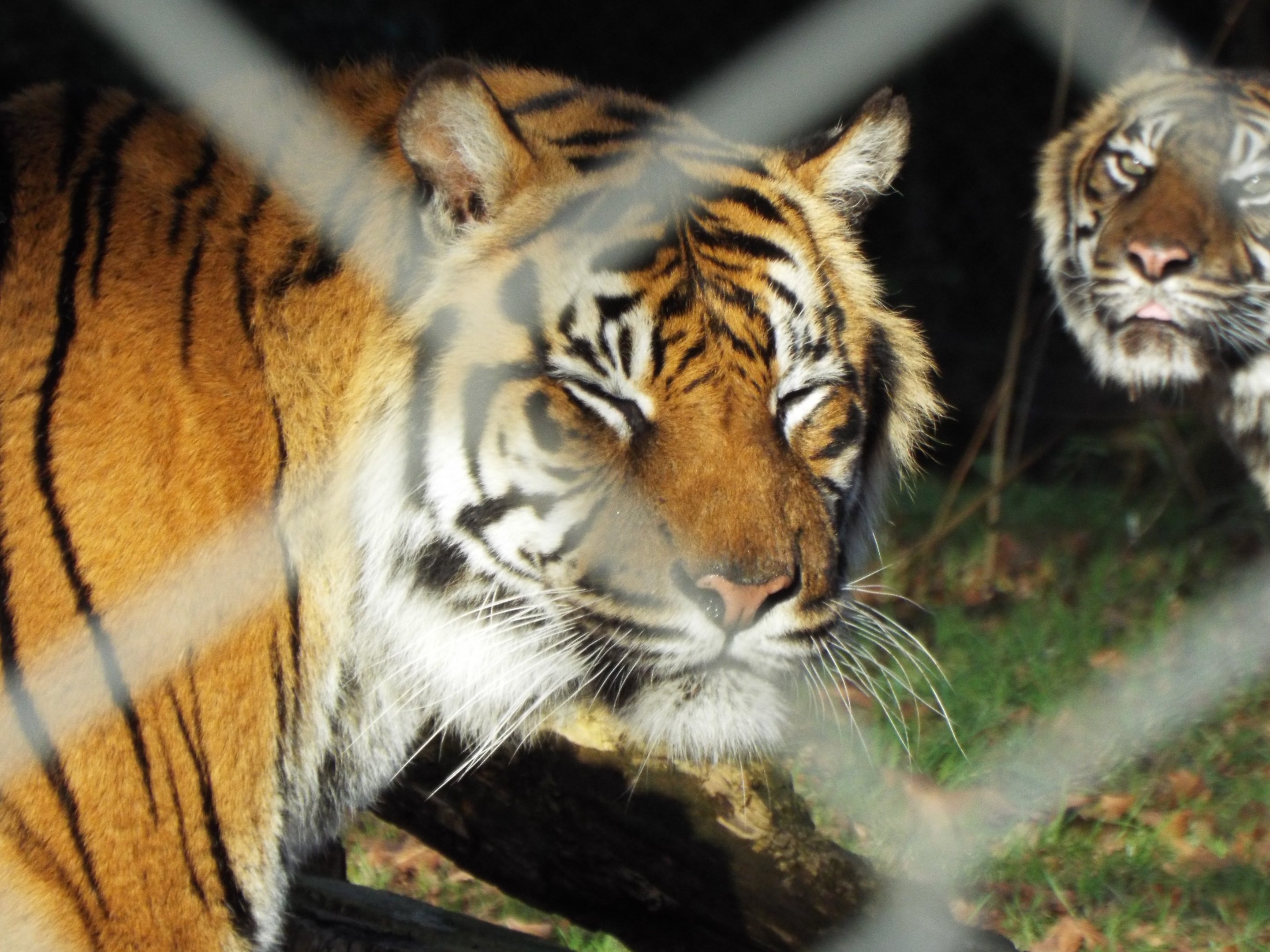 Sumatran Tiger Paignton Zoo