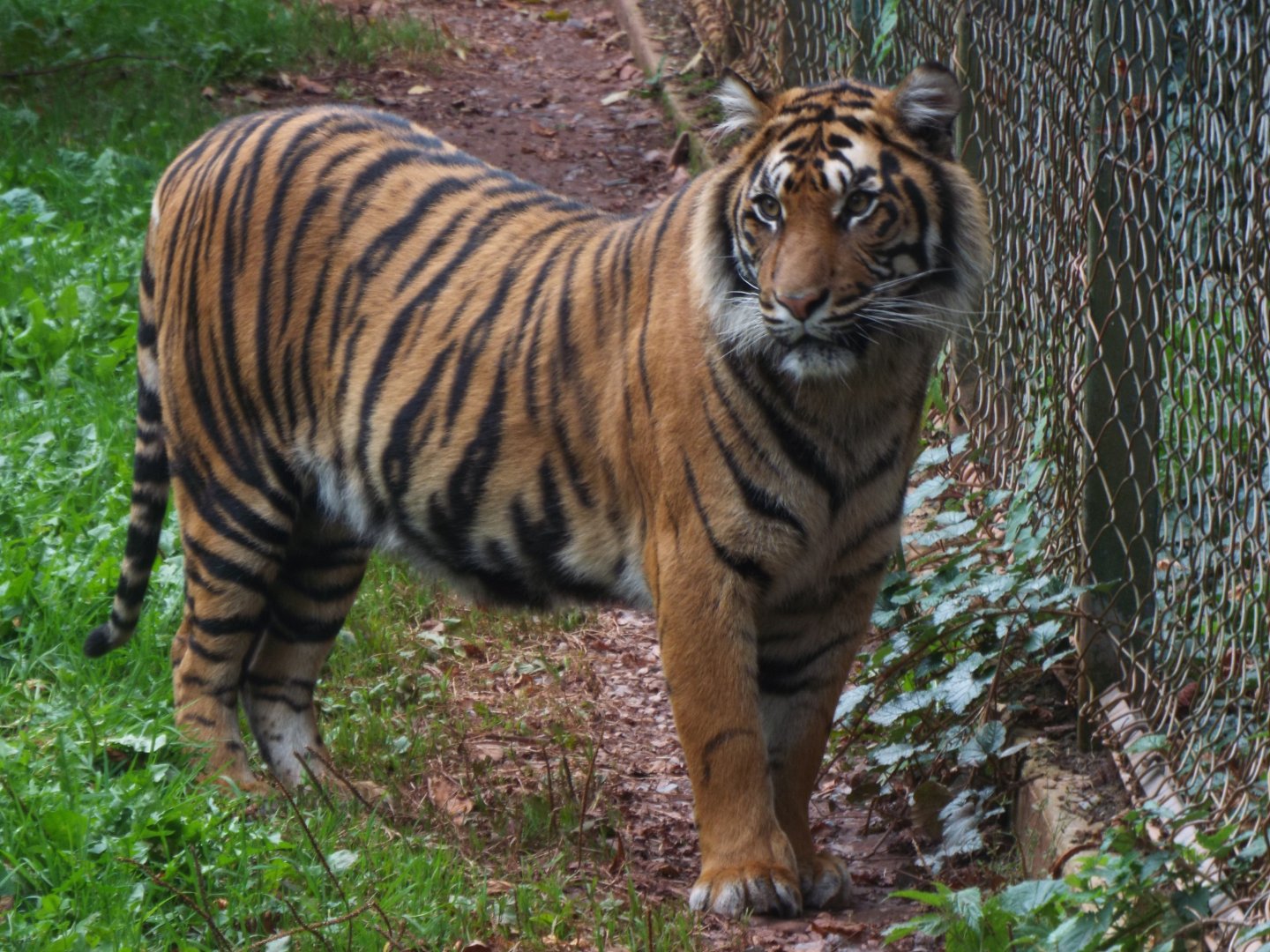 Sumatran Tiger, Paignton Zoo