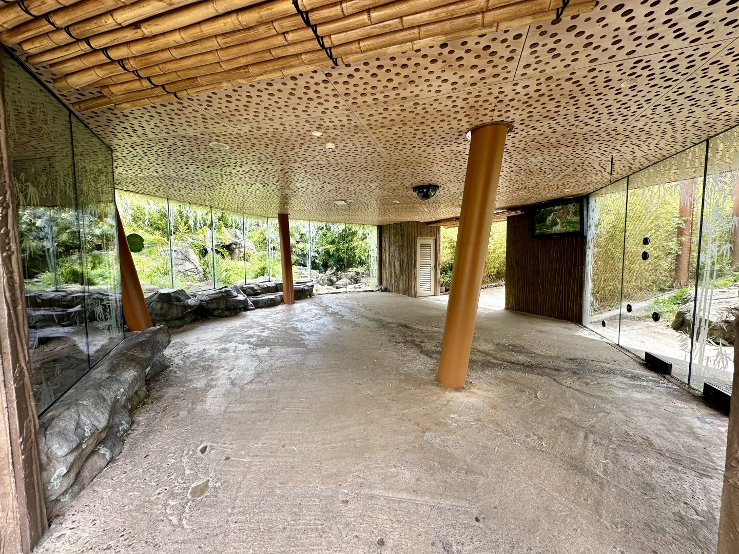 Sumatran Tiger Panorama