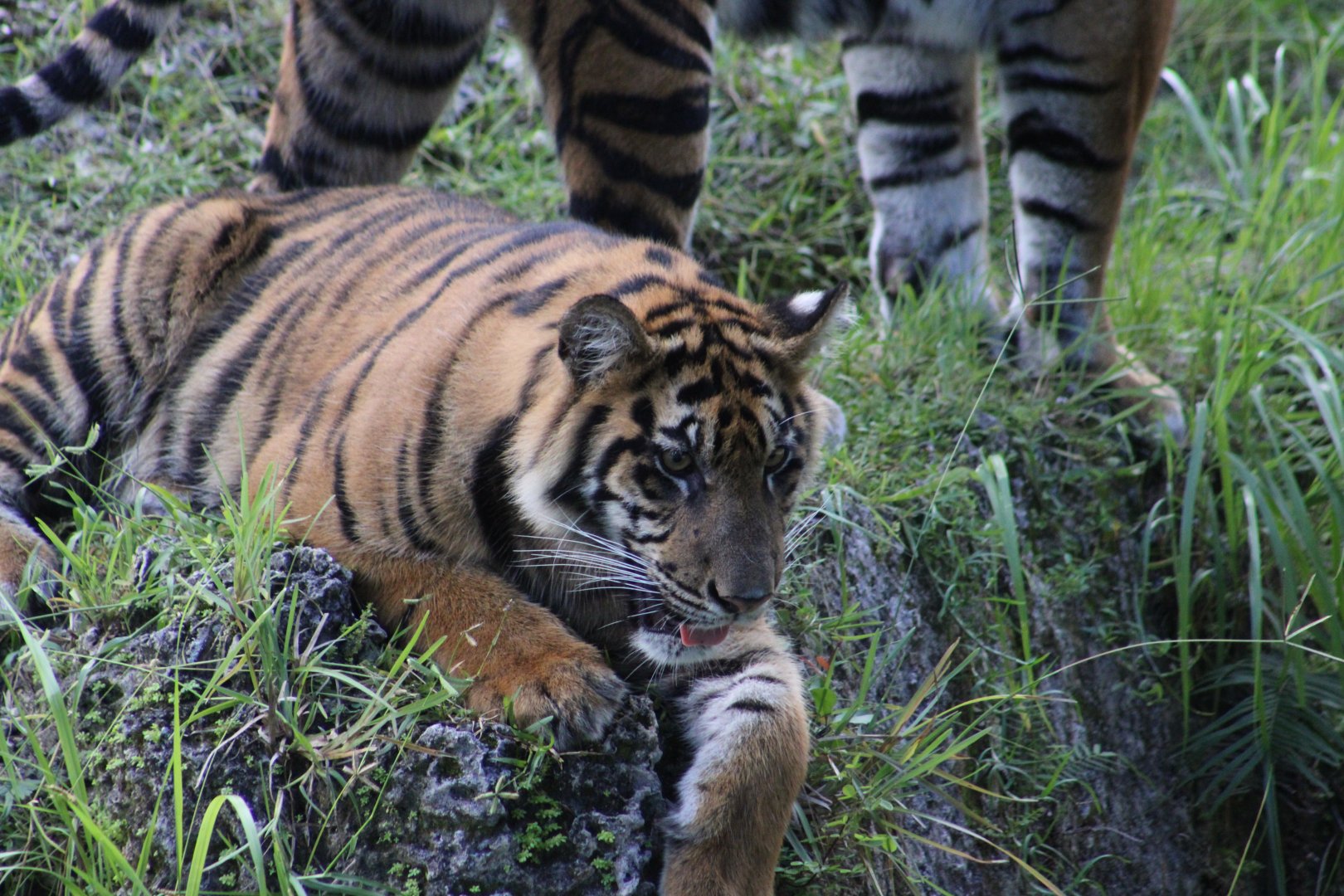Sumatran Tiger (Panthera tigris sondaica) cub