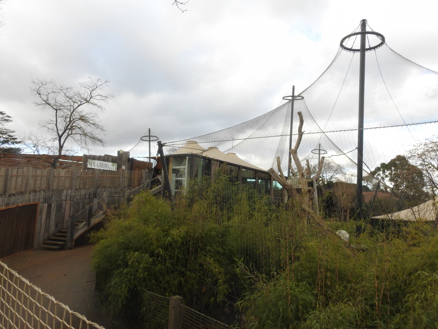 Sumatran tiger (Panthera tigris sondaica) Enclosure 2
