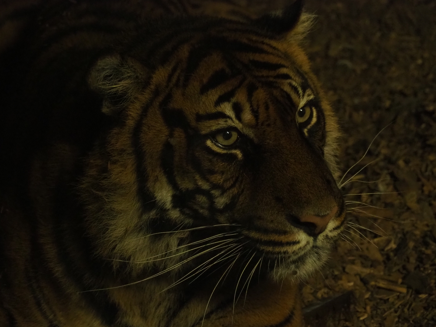 Sumatran tiger (Panthera tigris sondaica), Nov 10th, 2018