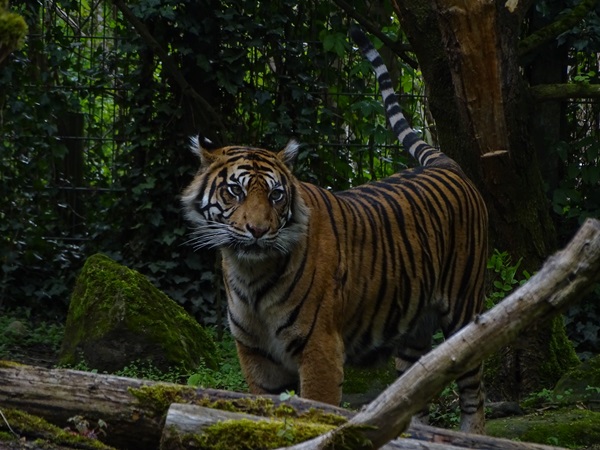 Sumatran tiger (Panthera tigris sondaica / sumatrae)