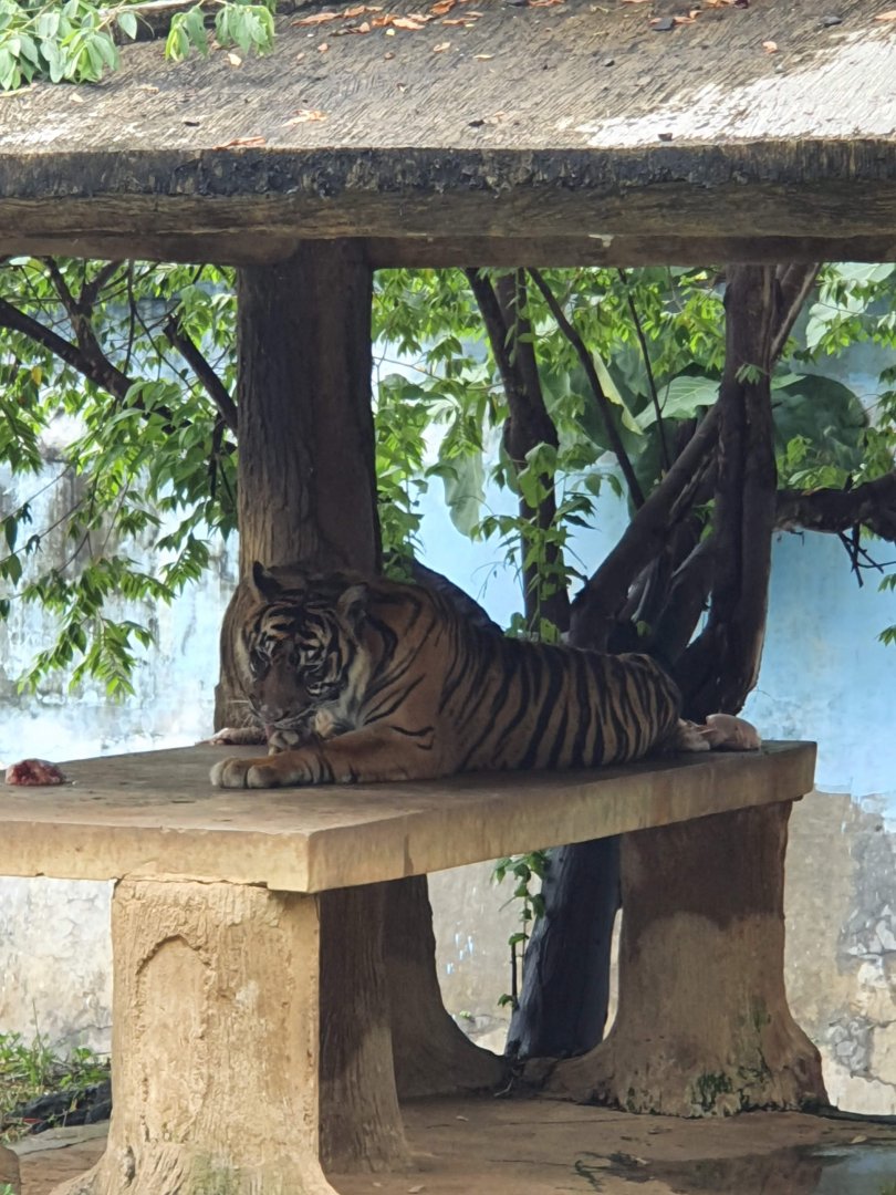 Sumatran Tiger (Panthera tigris sondaica) - Taru Jurug Zoo