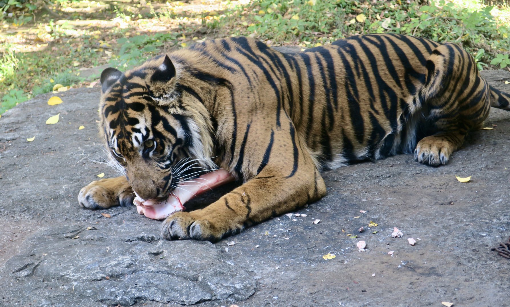 Sumatran Tiger (Panthera tigris sondaica)