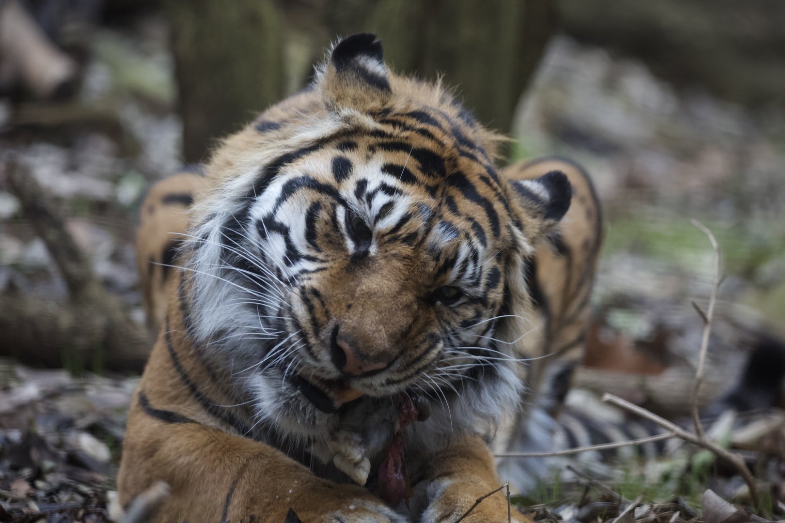 Sumatran tiger/ Panthera tigris sondaica