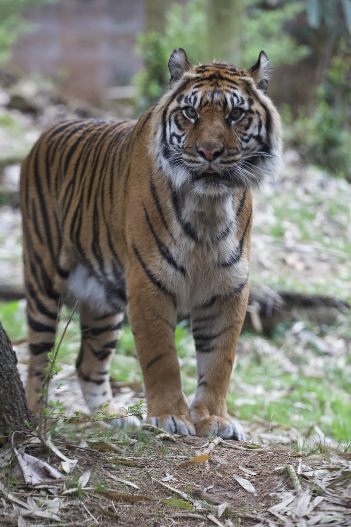 Sumatran tiger/ Panthera tigris sondaica