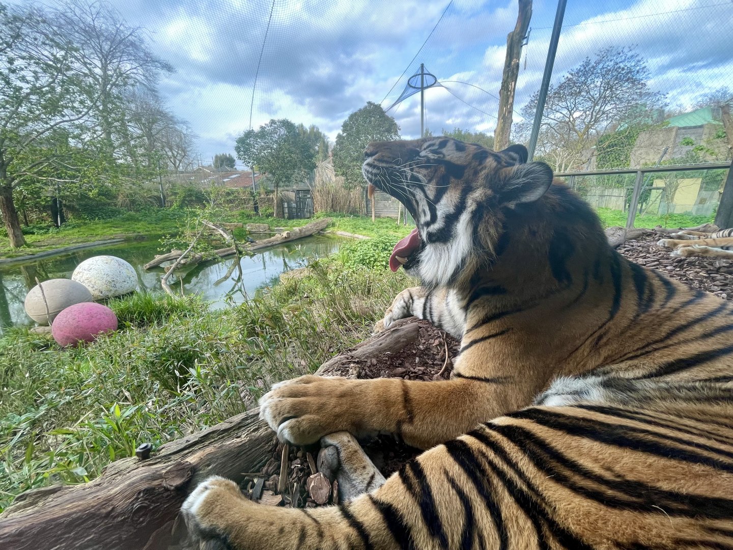 Sumatran Tiger, Panthera tigris sondaica